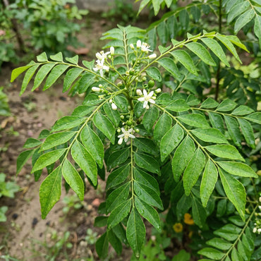 Curry Leaf Vegetable Seeds for Planting