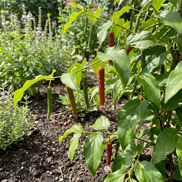 Long Pepper Seeds for Planting - Piper Longum Vegetable Seeds