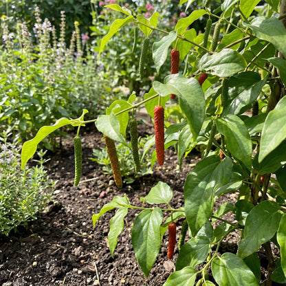 Long Pepper Seeds for Planting - Piper Longum Vegetable Seeds