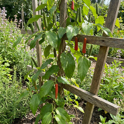 Long Pepper Seeds for Planting - Piper Longum Vegetable Seeds
