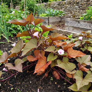 Brown Orange Sweet Potato Seeds for Planting Perfect for Your Garden