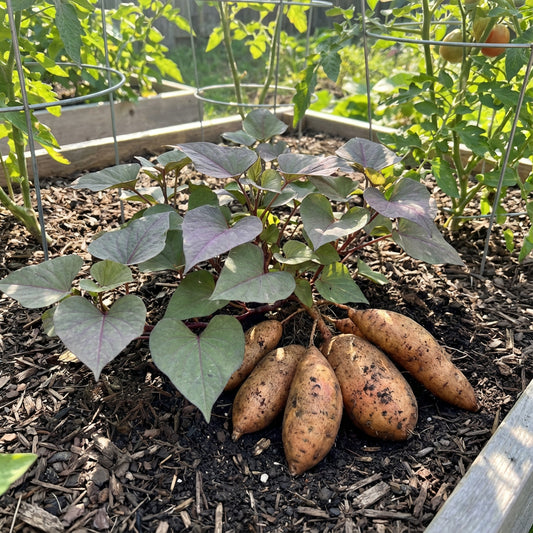 Brown Orange Sweet Potato Seeds for Planting Perfect for Your Garden