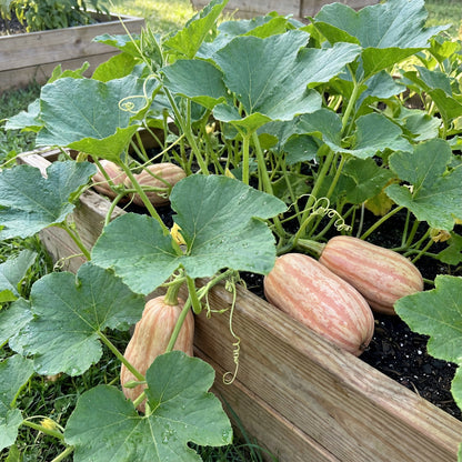 Georgia Candy Roaster Vegetable Seeds for Planting