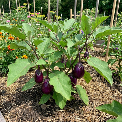 Ophelia Eggplant Vegetable Seeds for Planting