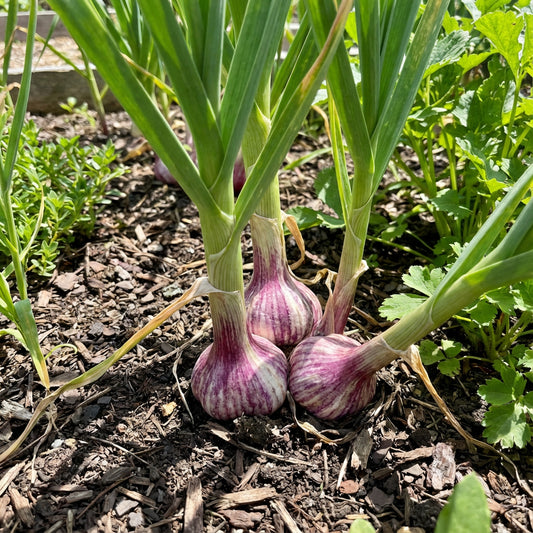 Purple & White Garlic Seeds for Planting