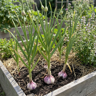 Purple & White Garlic Seeds for Planting