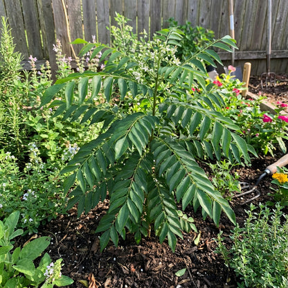 Curry Leaves Vegetable Seeds - Grow Fresh Flavors at Home