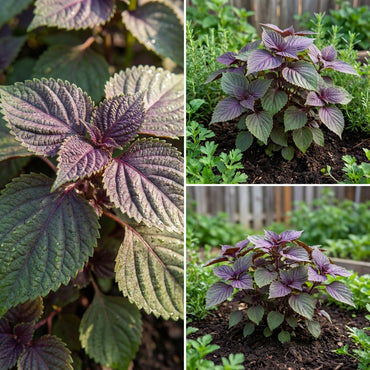 Perilla Seeds for Vegetable Garden Planting