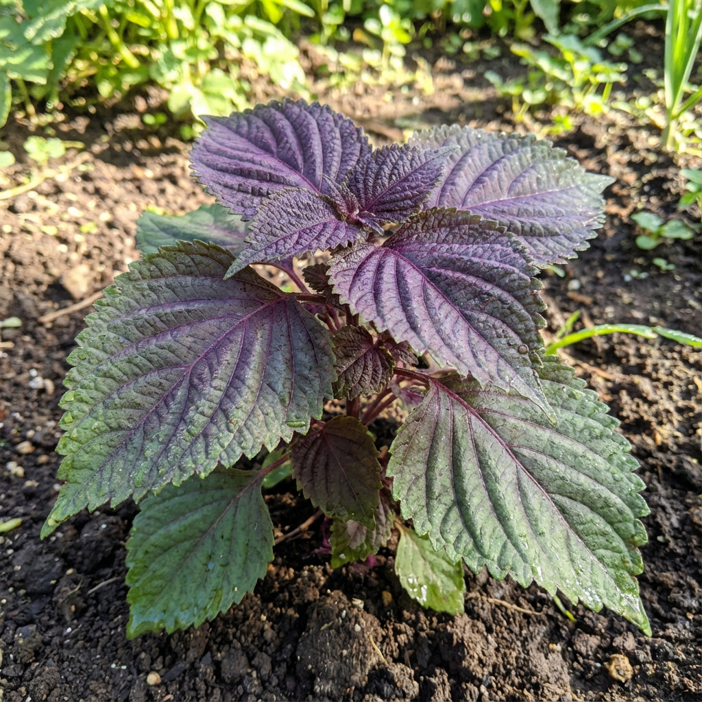 Perilla Seeds for Vegetable Garden Planting