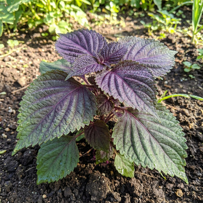 Perilla Seeds for Vegetable Garden Planting
