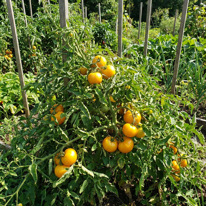 Big Yellow Tomato Seeds for Home Planting
