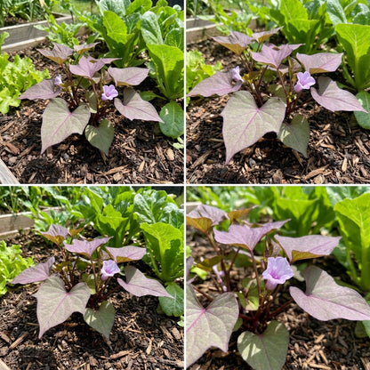 Light Violet Sweet Potato Seeds for Easy Planting