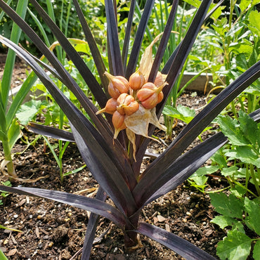Black Orange Garlic Vegetable Seeds for Planting