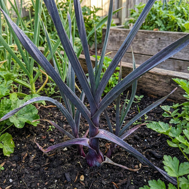 Dark Blue Garlic Seeds for Planting