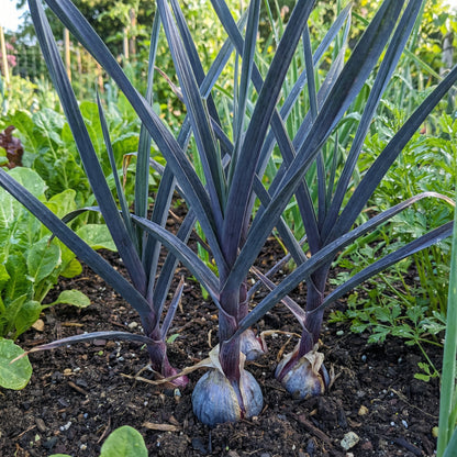 Dark Blue Garlic Seeds for Planting