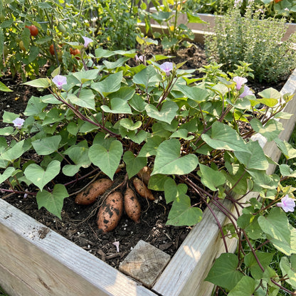Sweet Potato Vegetable Seeds - Violet Variety for Planting
