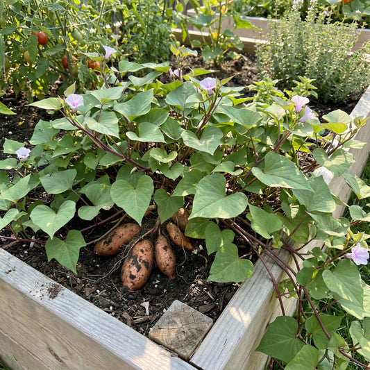 Sweet Potato Vegetable Seeds - Violet Variety for Planting