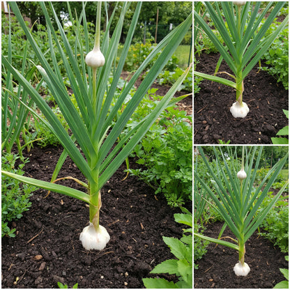 White Garlic Seeds - Perfect for Planting