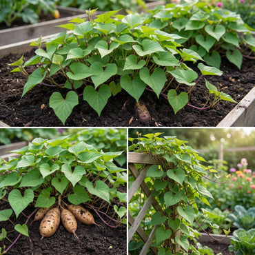 Sweet Potato Seeds for Planting - Orange & Yellow Varieties