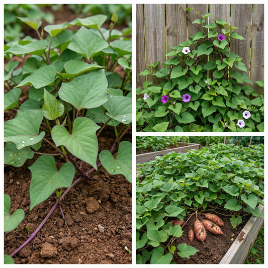 Sweet Potato Seeds for Planting - Orange & Yellow Varieties