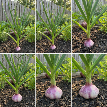 Purple Garlic Vegetable Seeds for Planting