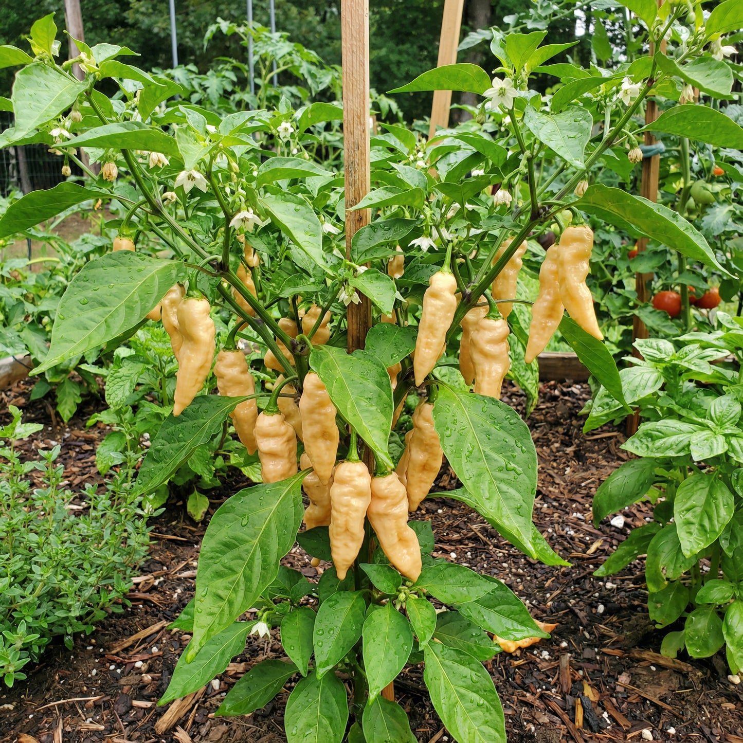 Sugar Rush Peach Pepper Vegetable Seeds for Planting