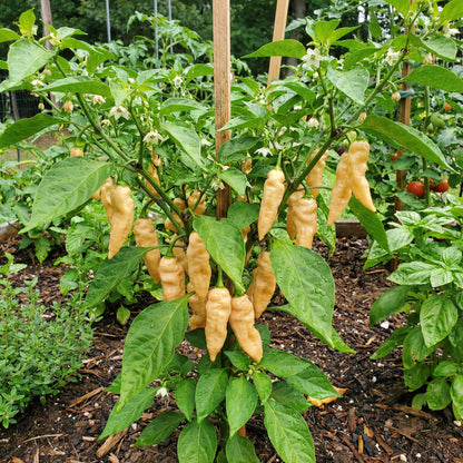 Sugar Rush Peach Pepper Vegetable Seeds for Planting