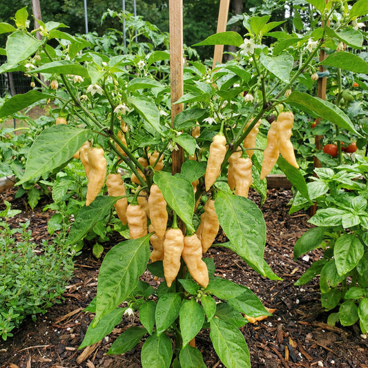 Sugar Rush Peach Pepper Vegetable Seeds for Planting