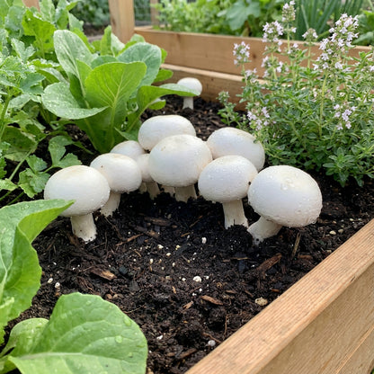 White Mushroom Vegetable Seeds for Easy Planting