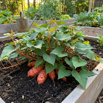 Red Orange Sweet Potato Seeds for Planting Ideal for Vegetable Gardens