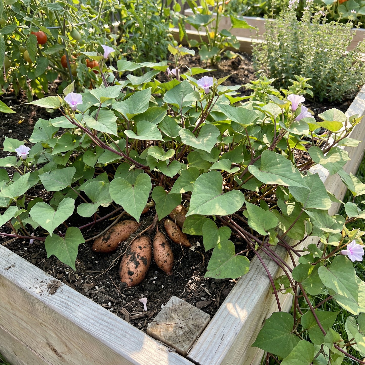 Pink Sweet Potato Seeds for Planting Grow Delicious Vegetables