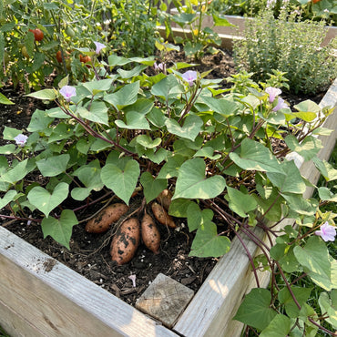 Pink Sweet Potato Seeds for Planting Grow Delicious Vegetables