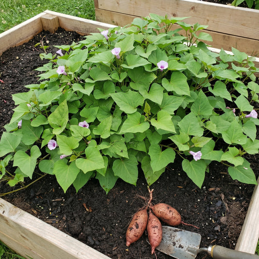 Pink Sweet Potato Seeds for Planting Grow Delicious Vegetables