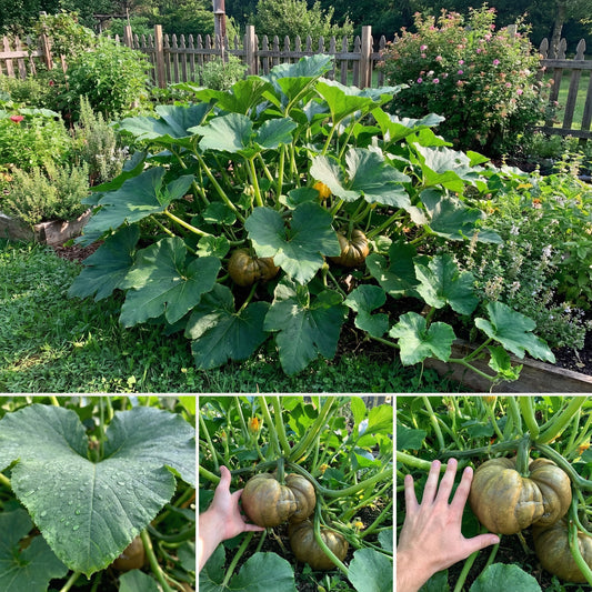 Giant Italian Seeds for Planting: Grow Your Own Stunning Plants