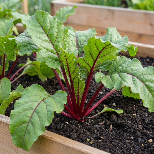 Red Beetroot Seeds - Perfect for Planting