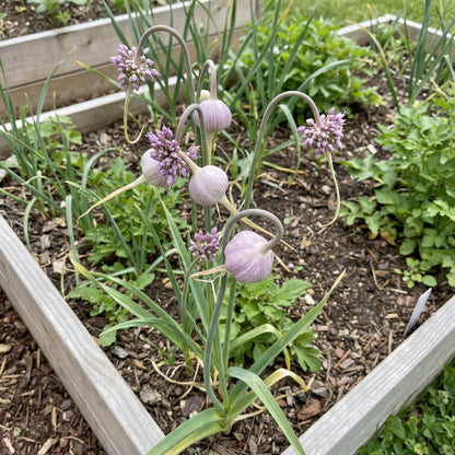 Light Purple Garlic Seeds for Planting