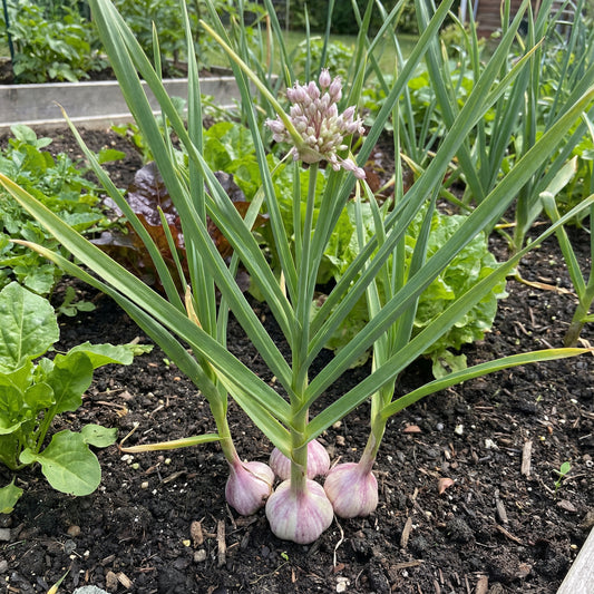 Light Purple Garlic Seeds for Planting