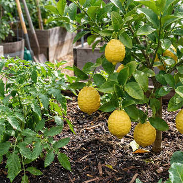Citron Vegetable Seeds for Your Garden