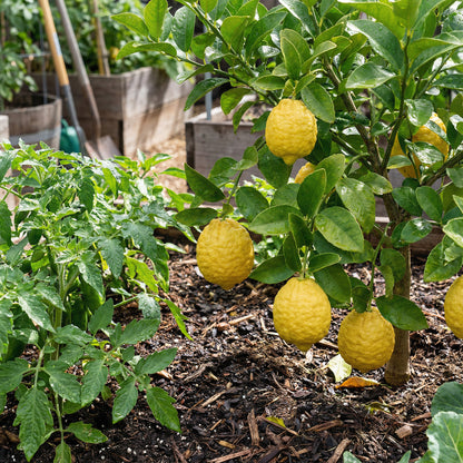 Citron Vegetable Seeds for Your Garden