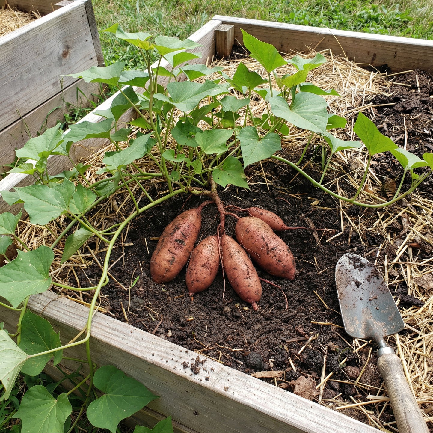 Sweet Potato Seeds for Planting - Brown Vegetable Seeds
