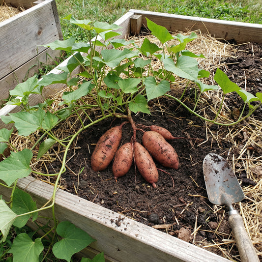 Sweet Potato Seeds for Planting - Brown Vegetable Seeds
