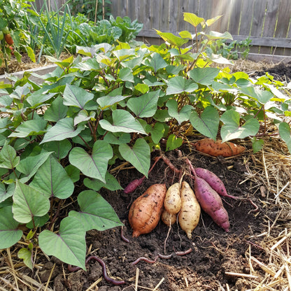 Sweet Potato Seeds for Planting - Brown Vegetable Seeds