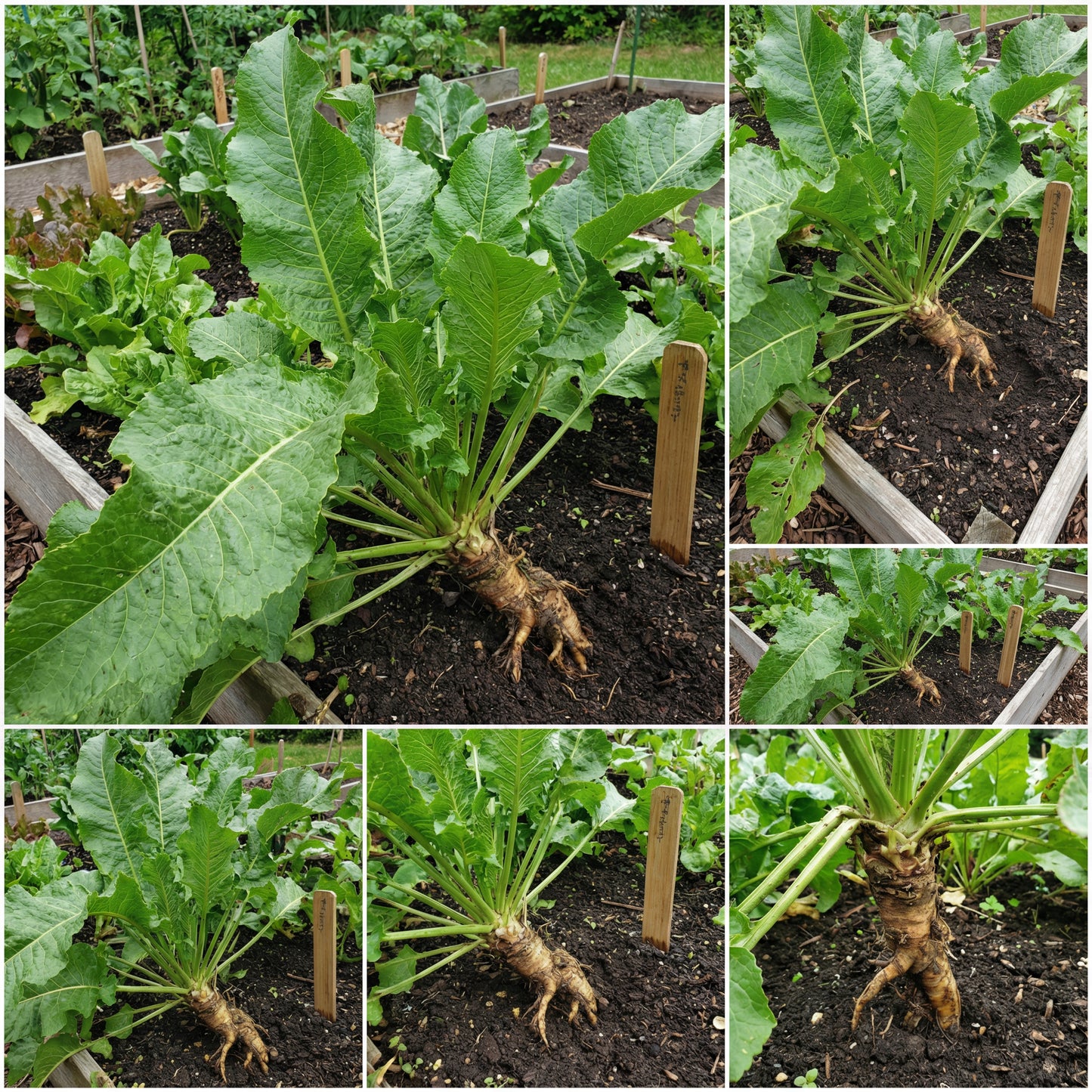 Russian Horseradish Vegetable Seeds for Home Planting
