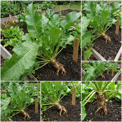 Russian Horseradish Vegetable Seeds for Home Planting