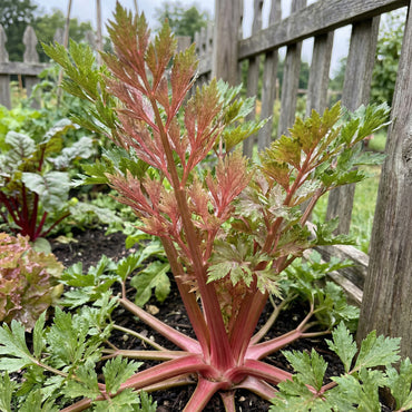 Pink Plume Celery Vegetable Seeds for Planting