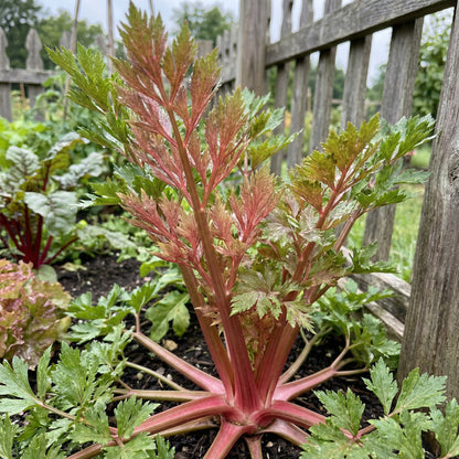 Pink Plume Celery Vegetable Seeds for Planting
