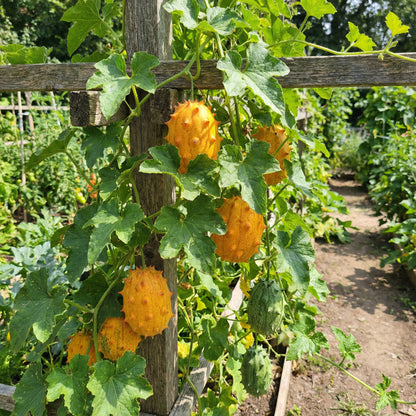 Cucumis Metuliferus (Horned Melon) Vegetable Seeds for Planting
