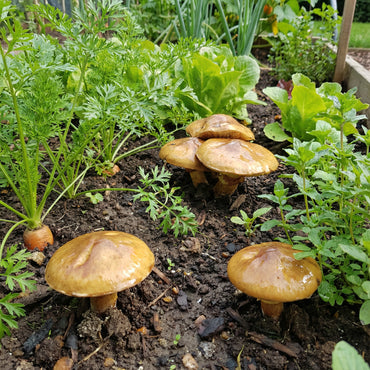 Slippery Jack Mushroom Vegetable Seeds for Planting