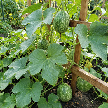 Chilacayote Fig Leaf Gourd Seeds for Easy Planting