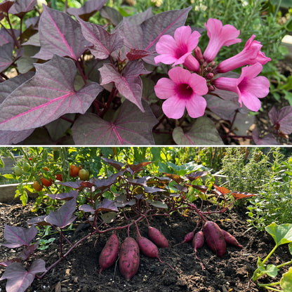 Dark Pink Sweet Potato Seeds for Planting - Grow Your Own Vegetables